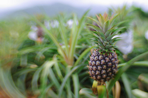 ananas